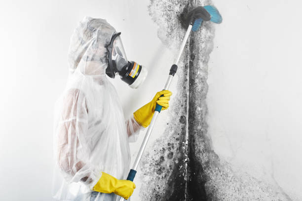Best Airborne Mold Testing  in Felton, CA